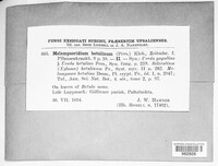 Melampsoridium betulinum image